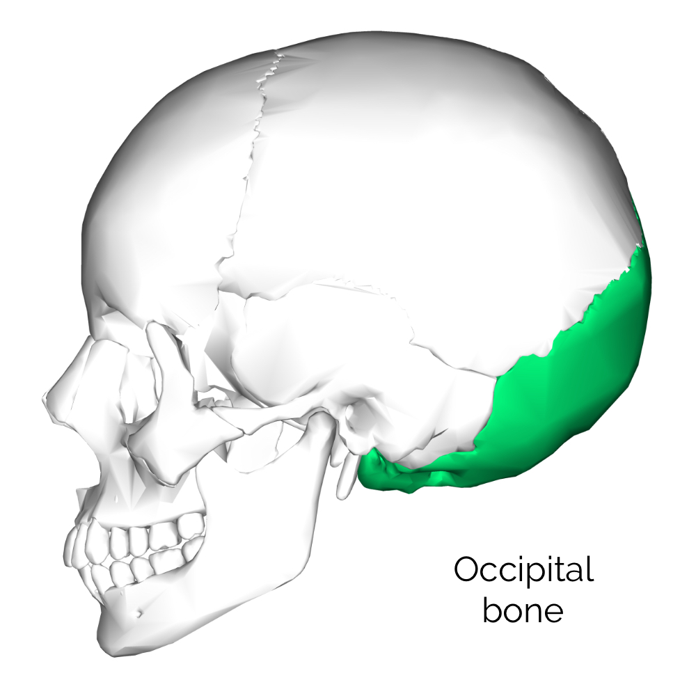 Occipital Skull 2112