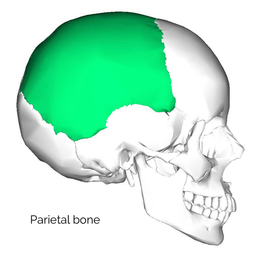 Bones Of The Skull Skull Osteology Anatomy Geeky Medics 3112