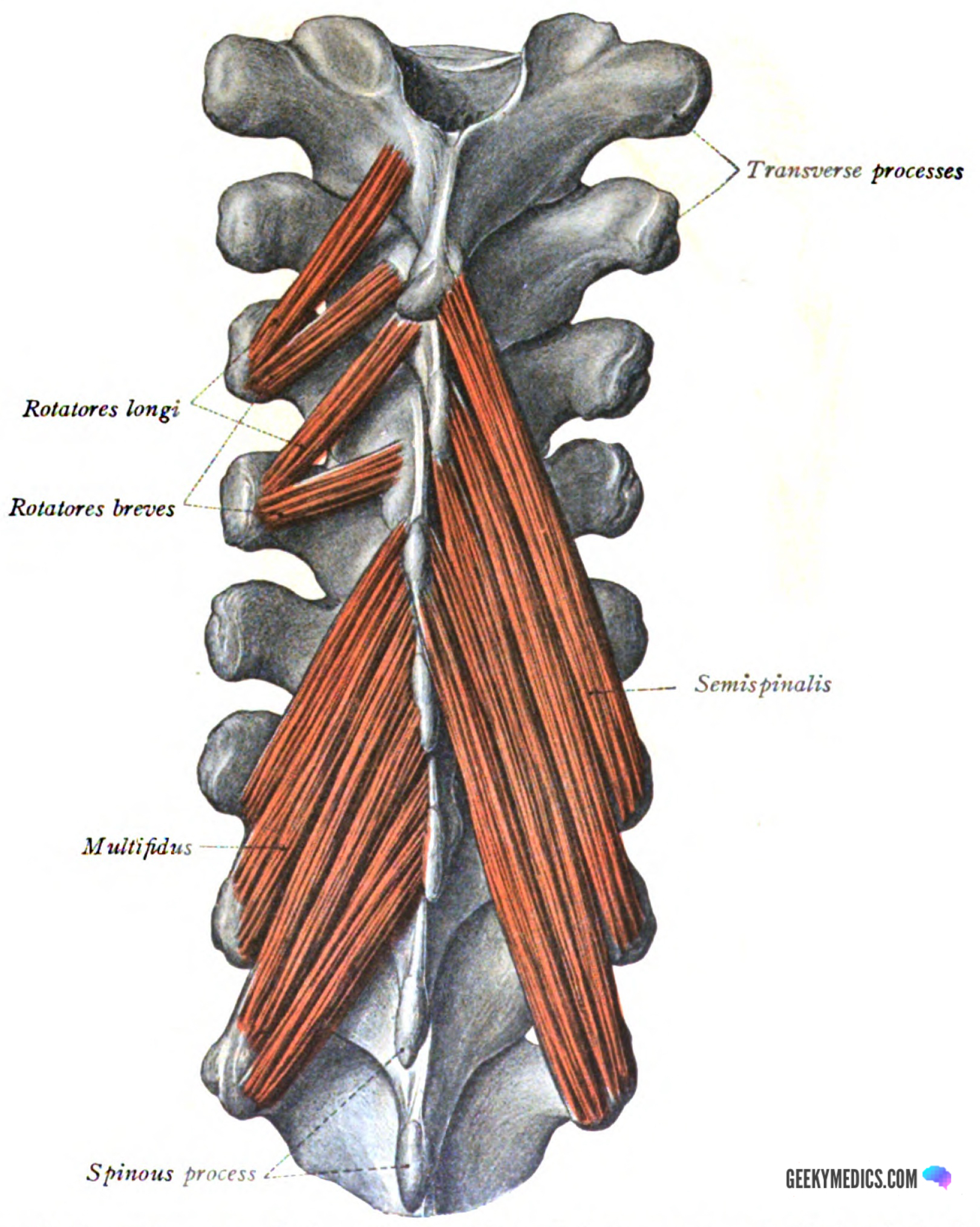Deep Back Muscles, Anatomy