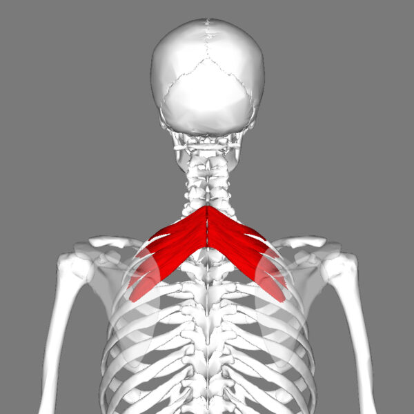 Serratus posterior superior (SPS)