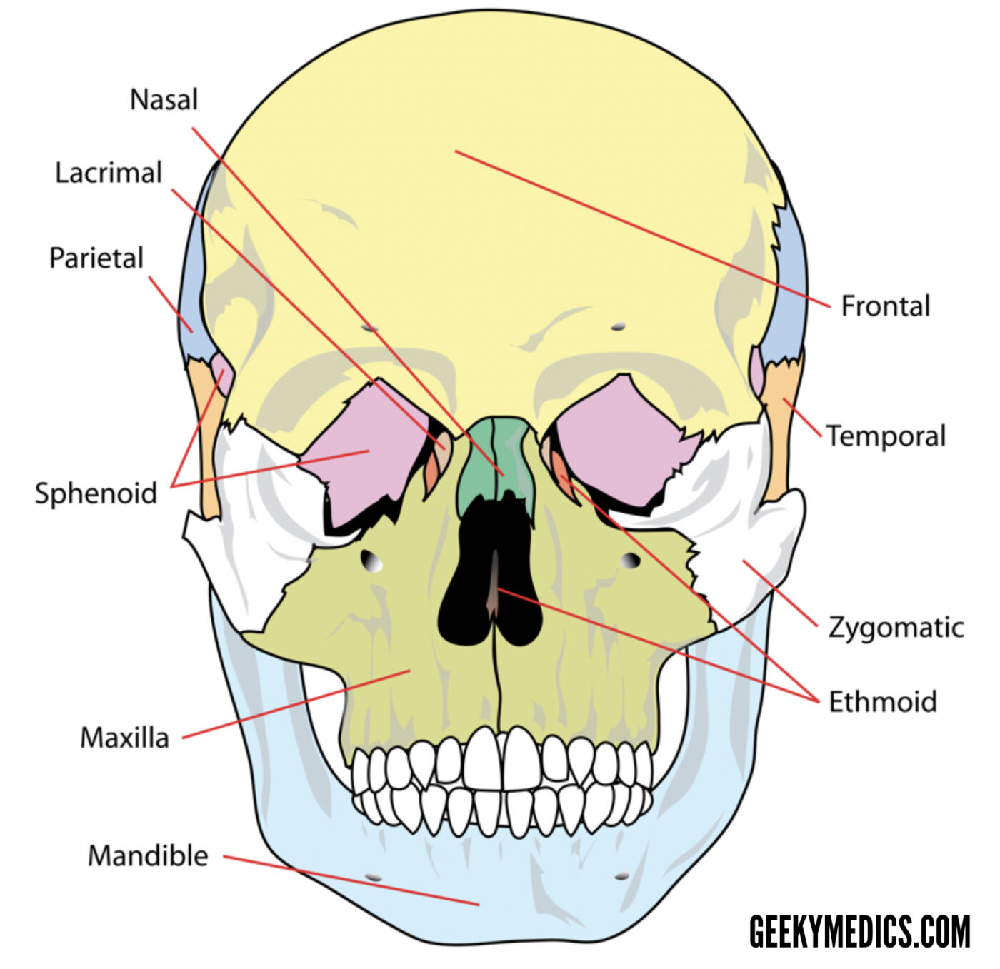 Bones Of The Skull Skull Osteology Anatomy Geeky Medics 5924