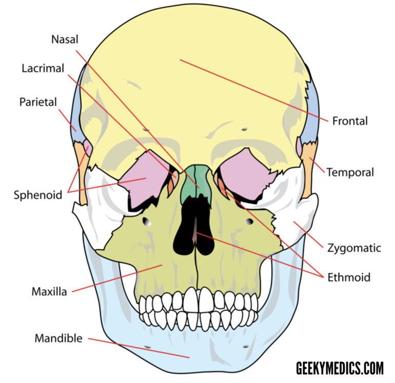 the flat bones of the skull develop from