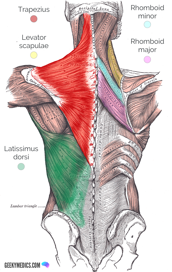 Labeled Back Muscle Anatomy