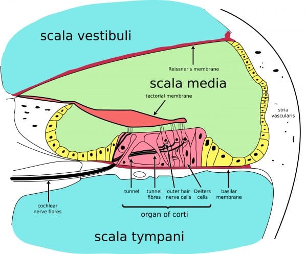Cochlear cross section