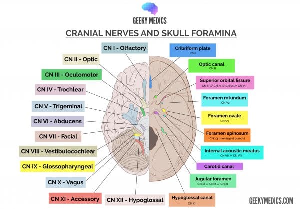 Cranial nerves and cranial foramina diagram