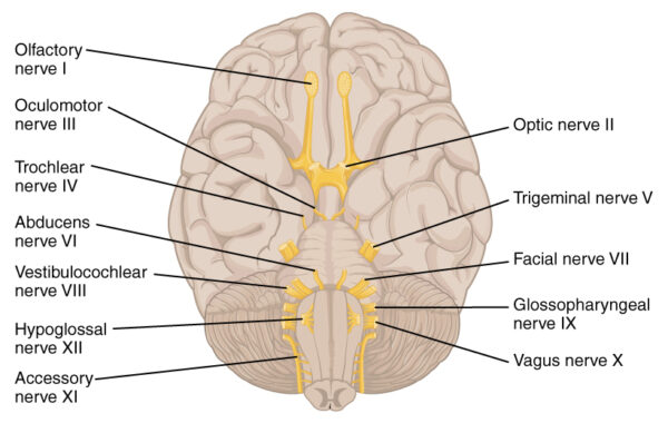 Cranial nerve diagram
