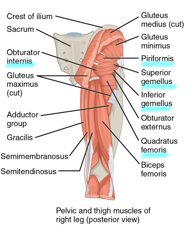 Piriformis, superior gemellus, inferior gemellus, obturator externa, quadratus femoris