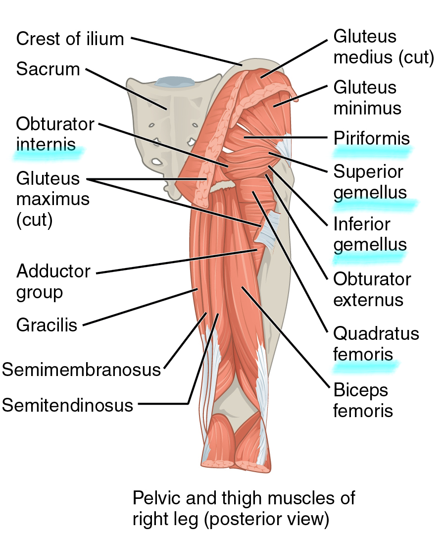Muscles of the Gluteal Region, Anatomy