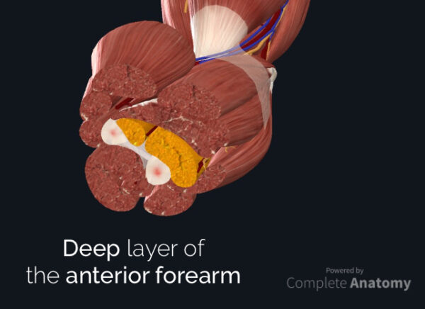 Deep layer of anterior forearm compartment