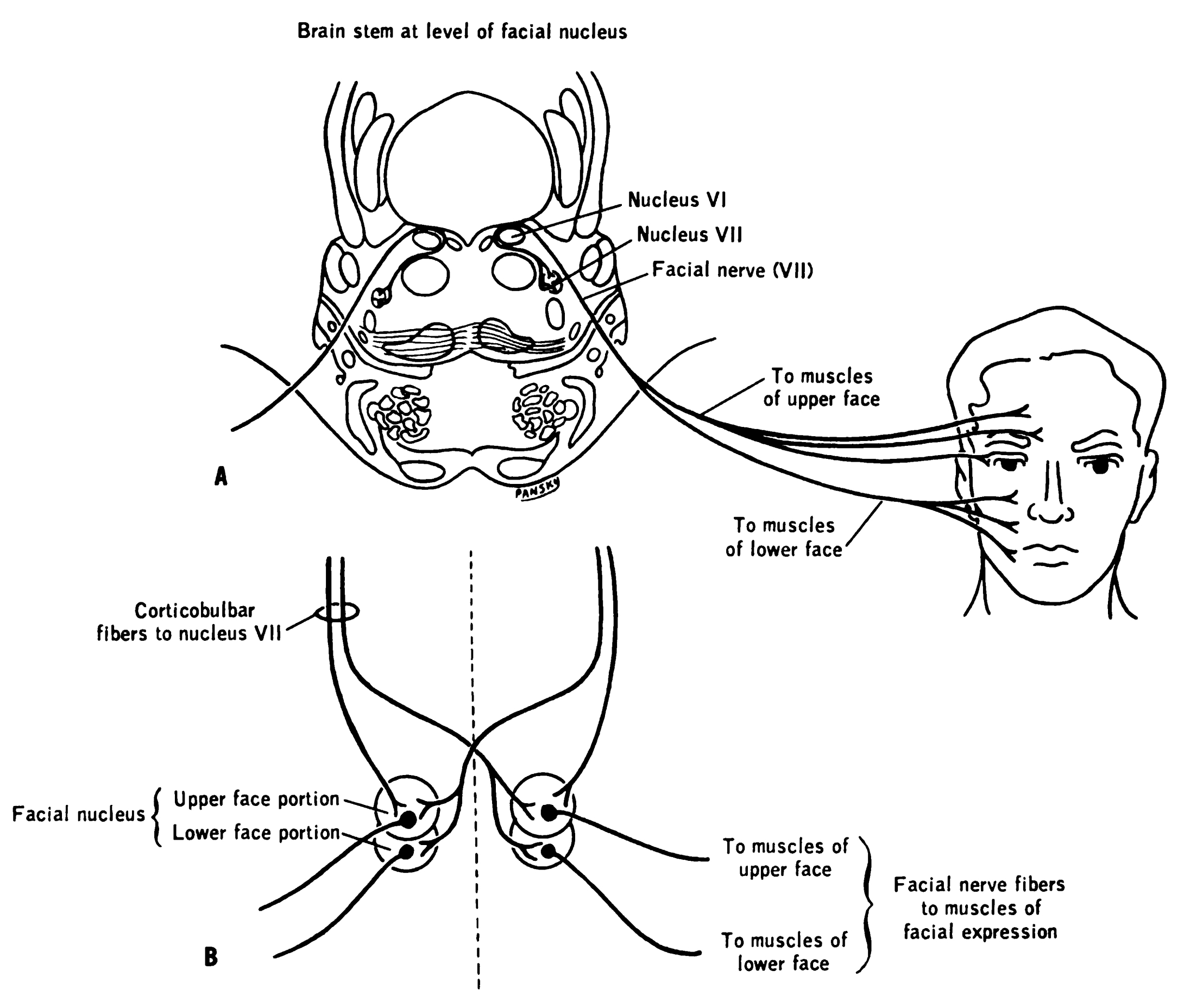Facial Nerve Innervation Chart