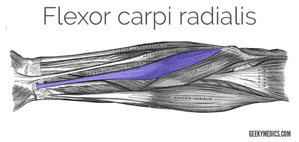 Flexor carpi radialis