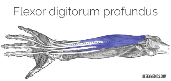 Flexor digitorum profundus
