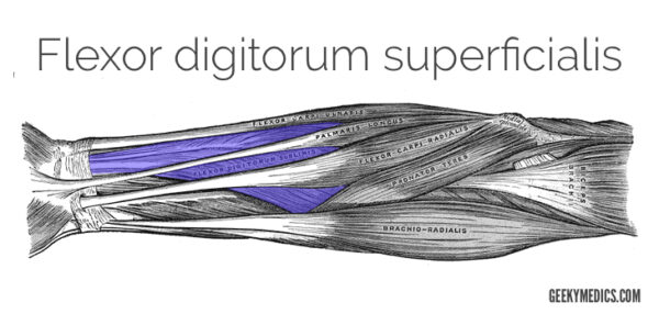 Flexor digitorum superficialis