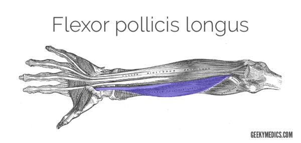 Flexor pollicis longus