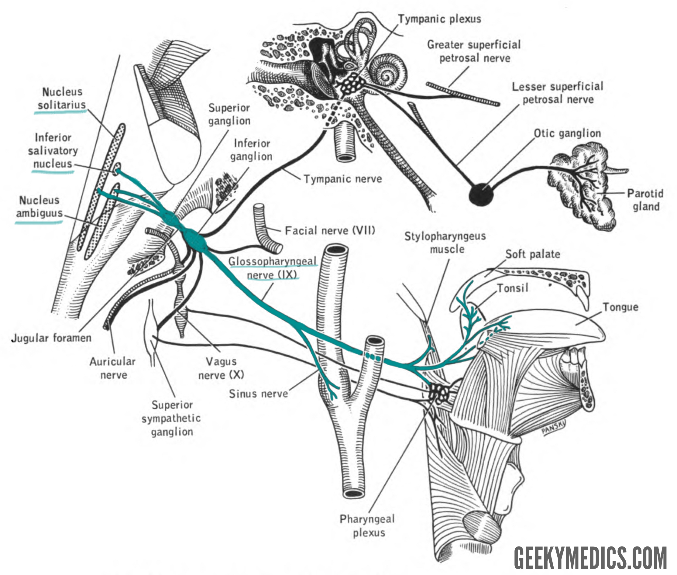 Освобождение нерва латынь. Языкоглоточный нерв анатомия схема. Парасимпатическое ядро языкоглоточного нерва. Языкоглоточный нерв схема пути. Языкоглоточный нерв парасимпатические волокна.