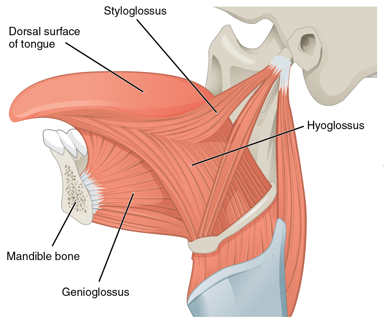 Albums 94+ Images what do the geniohyoid, hyoglossus, and stylohyoid muscles have in common? Latest