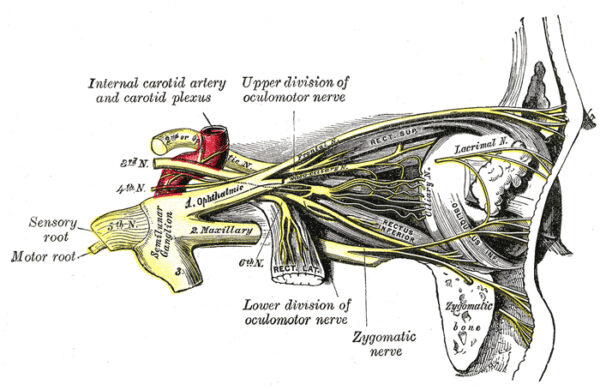 Oculomotor nerve
