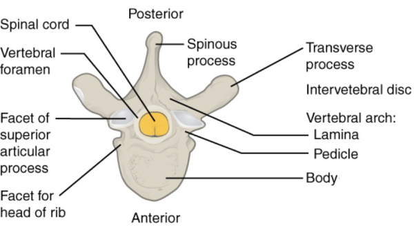 typical vertebra, osteology, vertebral bone, vertebral column