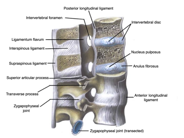 ligaments, vertebral column, anterior longitudinal, posterior longitudinal, ligament flavum, interspinous, supraspinous 
