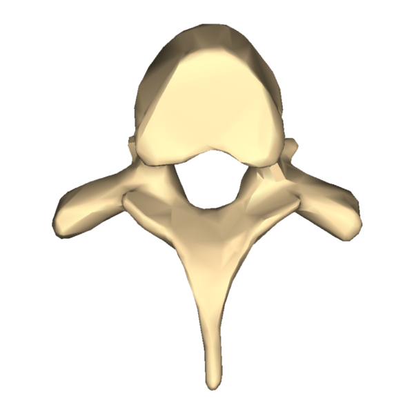 Typical thoracic vertebra