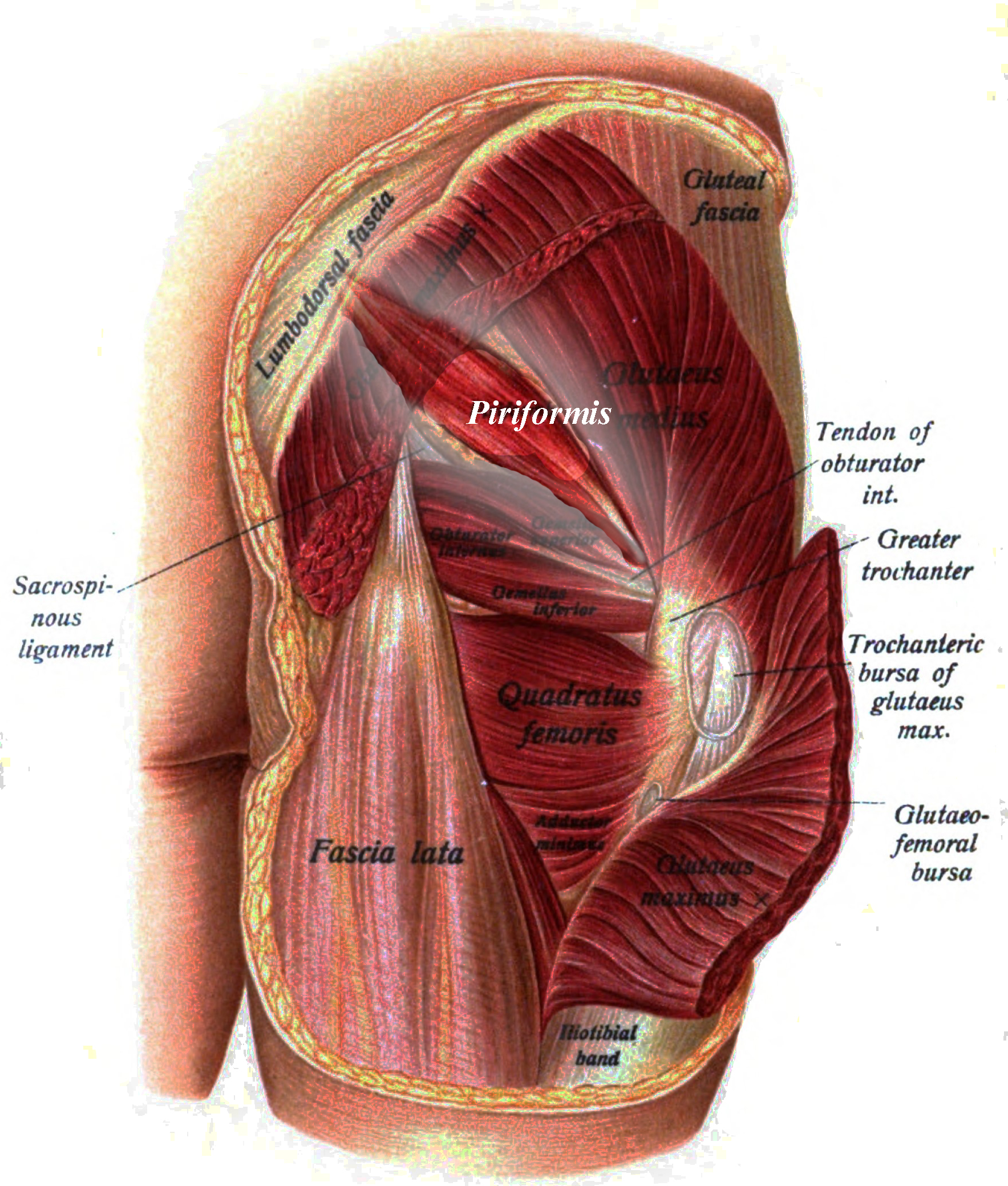 Muscles of the Gluteal Region | Anatomy | Geeky Medics