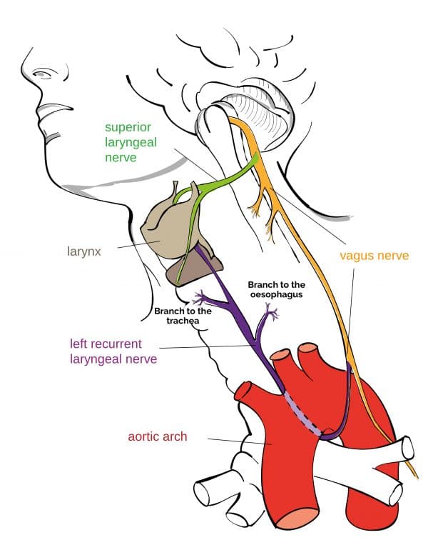 Superior laryngeal nerve