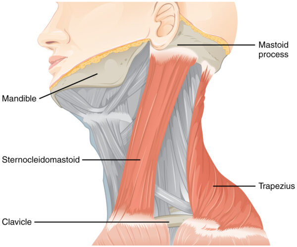 Sternocleidomastoid and trapezius muscles