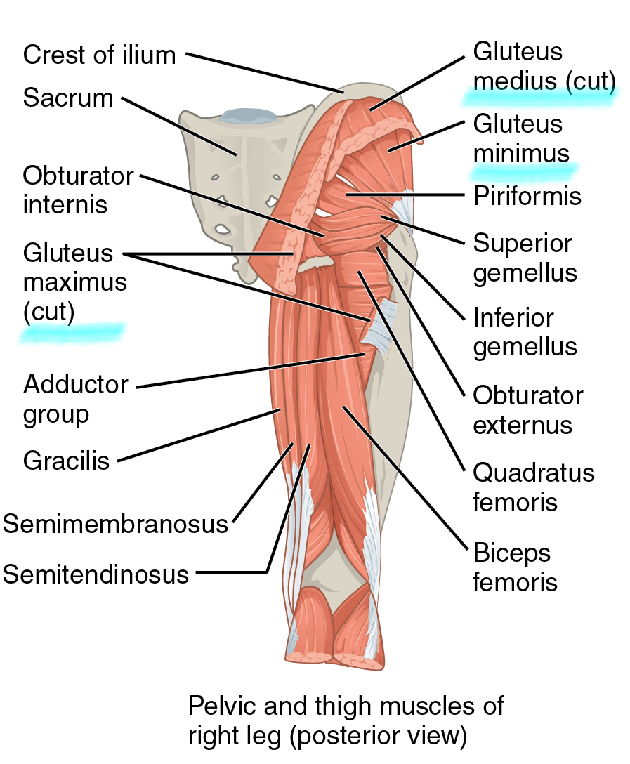 Muscles of the Gluteal Region