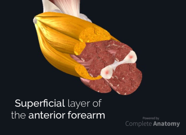 Superficial layer of anterior forearm compartment
