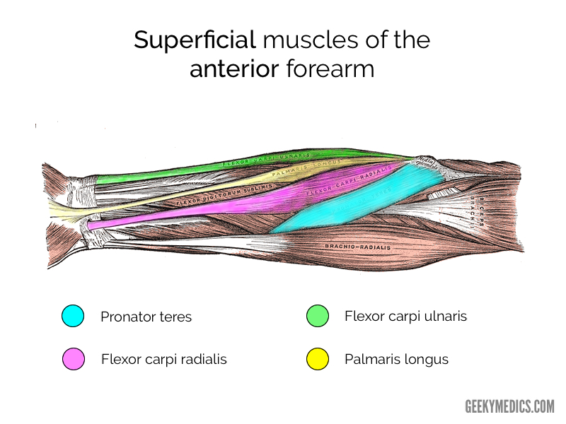 Muscles of the Anterior Forearm | Anatomy | Geeky Medics