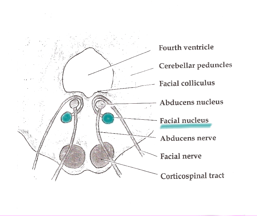 facial nerves number diagram