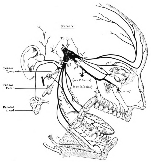 Trigeminal nerve branches