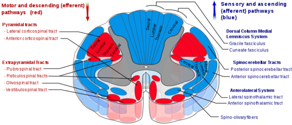 Ascending and descending tracts of the spinal cord