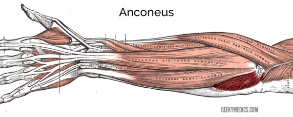 Anconeus muscle