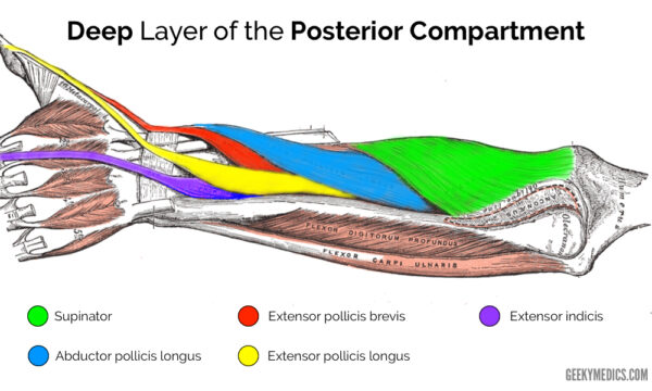 Deep posterior forearm muscles