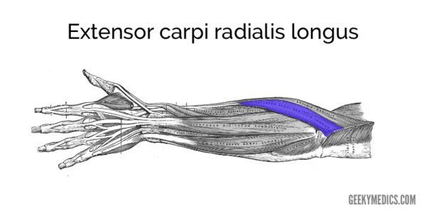Extensor carpi radialis longus muscle