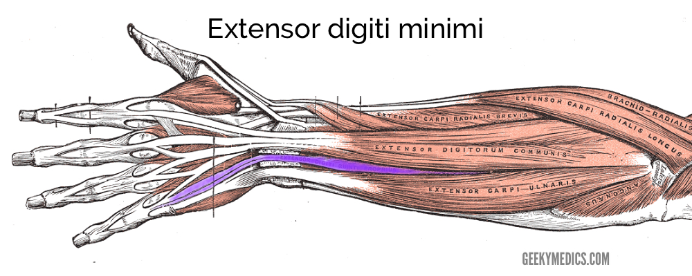 extensor digiti minimi muscle