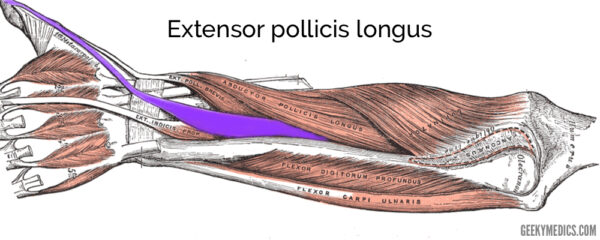 Extensor pollicis longus muscle
