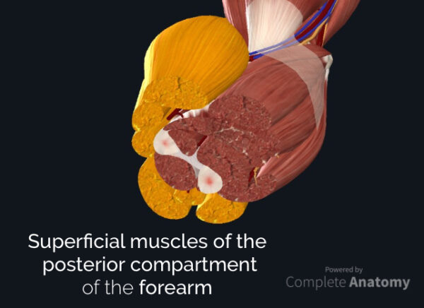 Superficial muscles of the posterior compartment of the forearm