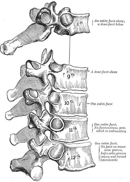Atypical thoracic vertebrae