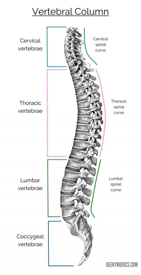Cervical, Thoracic, Lumbar, sacral, coccyx, sacrum, vertebrae, vertebral column, spinal column, primary curve, secondary curve
