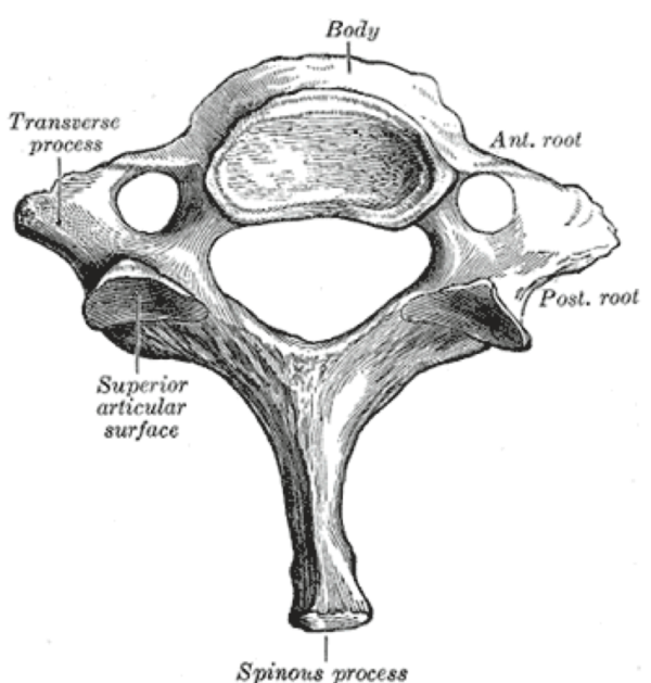 C7 vertebra (atypical)