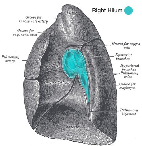 download hilum of lung
