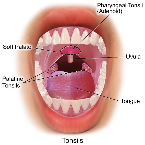 tonsils anatomy