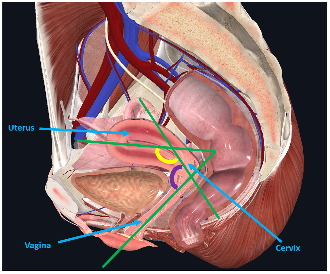 Female Genitalia Anatomy Model Women Genitalia Anatomy Model Uterus