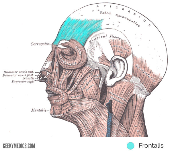Frontalis muscle