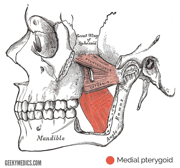 Medial pterygoid
