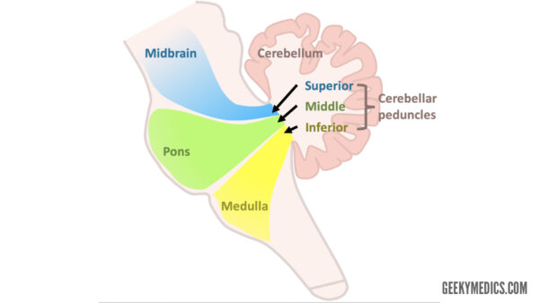 Cerebral peduncles connecting to cerebellum
