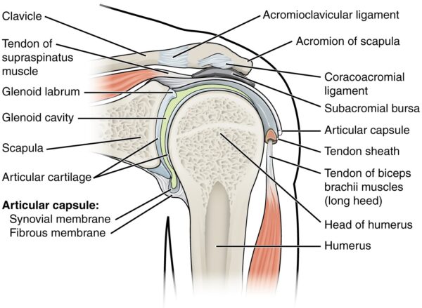 Glenohumeral (shoulder) joint