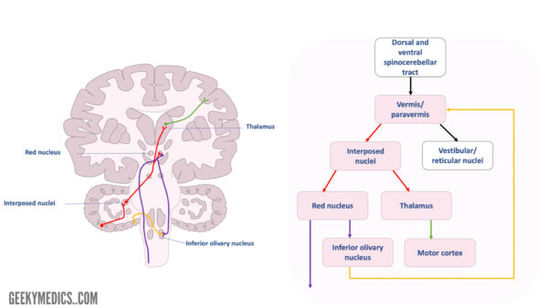 Figure 4. Spinocerebellar connections. The diagram shows cerebellar efferent connections to the red nucleus and thalamus. The afferent olivocerebellar fibres are also demonstrated.